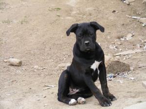 CaneCorsopuppyforsale